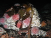 Echinus esculentus