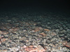 Ophiothrix fragilis
