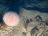 Echinus esculentus