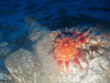 Crossaster papposus