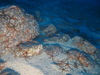 Ophiothrix fragilis