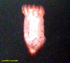 Peniagone sea cucumber