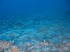 Ophiothrix fragilis