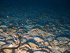 Modiolus sp.