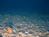 Alcyonium digitatum