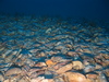 Asterias rubens