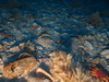 Crossaster papposus