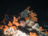 Alcyonium digitatum
