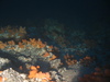 Alcyonium digitatum