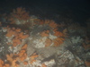 Alcyonium digitatum