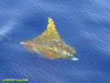 Manta ray