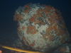 Alcyonium digitatum