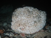 Echinus esculentus