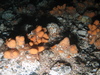 Ophiothrix fragilis