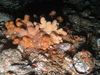 Alcyonium digitatum