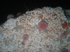 Echinus esculentus