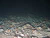 Alcyonium digitatum