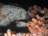 Alcyonium digitatum
