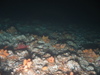 Alcyonium digitatum