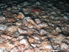 Ophiothrix fragilis