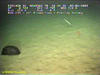Piglet squid