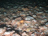 Opthiothrix fragilis