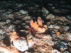 Ophiothrix fragilis