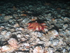 Crossaster papposus