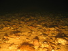 Alcyonidium diaphanum