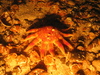 Crossaster papposus