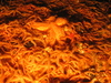 Asterias rubens