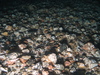 Nemertesia antennina