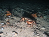 Cancer pagurus