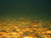 Crossaster papposus