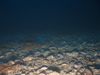 Ophiothrix fragilis