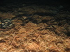 Ophiothrix fragilis