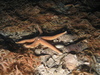 Asterias rubens
