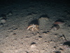 Pagurus bernhardus