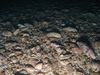 Pagurus bernhardus