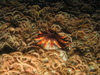 Ophiothrix fragilis