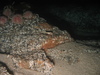 Echinus esculentus