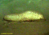 Synallactid sea cucumber