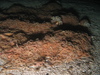 Ophiothrix fragilis