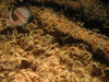 Ophiothrix fragilis