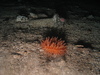Anemone sp.