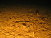 Pagurus bernhardus