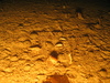 Pagurus bernhardus