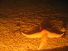 Asterias rubens