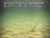 Sea pen
