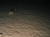 Pagurus bernhardus